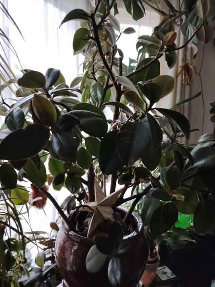 Photo of free Beautiful rubber plant, very big! (Bowerham LA1) #1