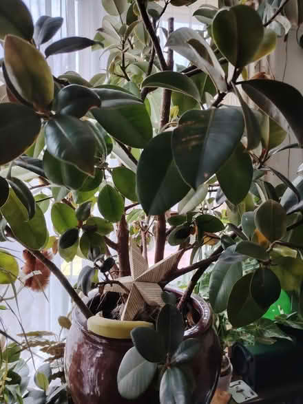 Photo of free Beautiful large rubber plant (Bowerham LA1) #1