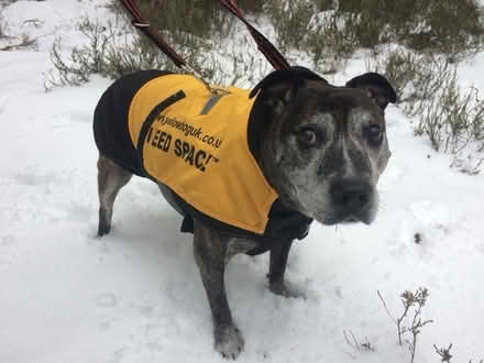 Photo of free Reactive Dog Kit (Edinburgh EH17) #2