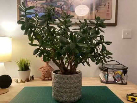 Photo of free Money tree houseplant (RG4) #1