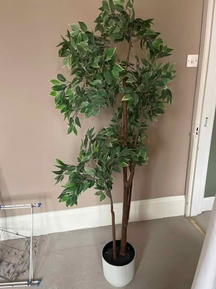 Photo of free Plastic indoor tree (Willesden Green NW2) #1