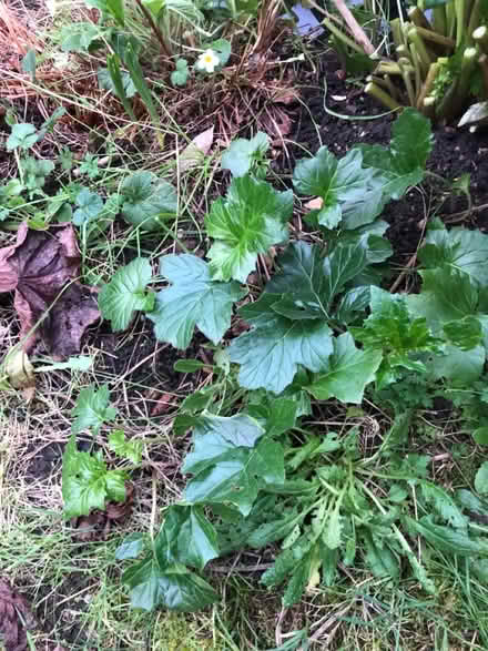 Photo of free Acanthus mollis (NR2) #1