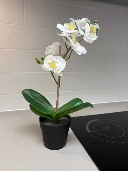 Photo of free Fake flower (Kensington W8) #1