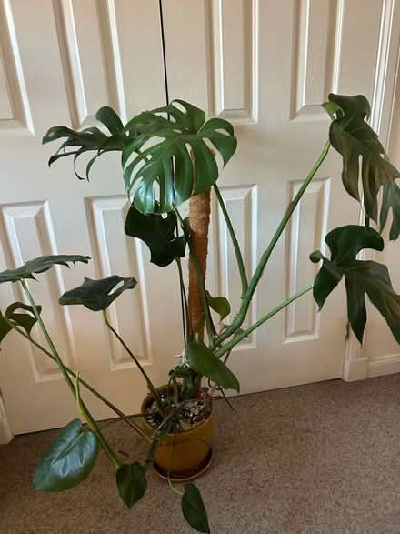Photo of free Tall monstera houseplant (Musselburgh EH21) #1