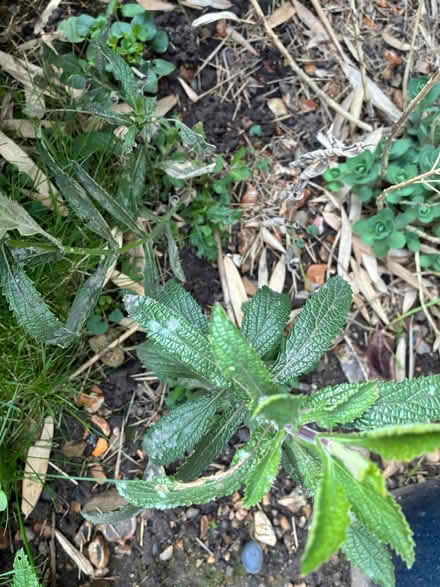 Photo of free Plants (Long Ditton, KT6) #3