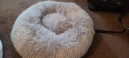 Photo of free Fluffy donut cat bed (Cottingham Hu16) #1