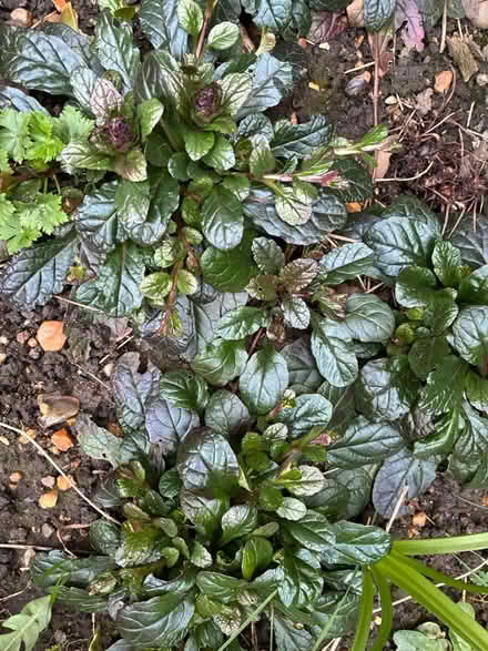 Photo of free Plants (Long Ditton, KT6) #1