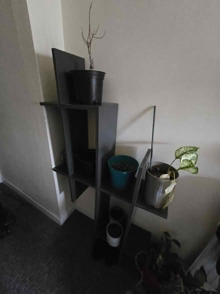 Photo of free Plants decor (IG3 8EX) #1