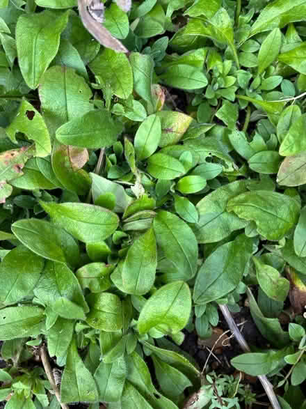 Photo of free Plants (Long Ditton, KT6) #4