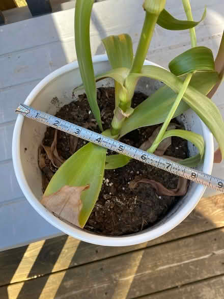 Photo of free Healthy plant in pot - large (Skokie) #3