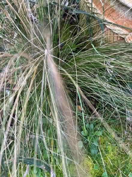 Photo of free Plants (Long Ditton, KT6) #2