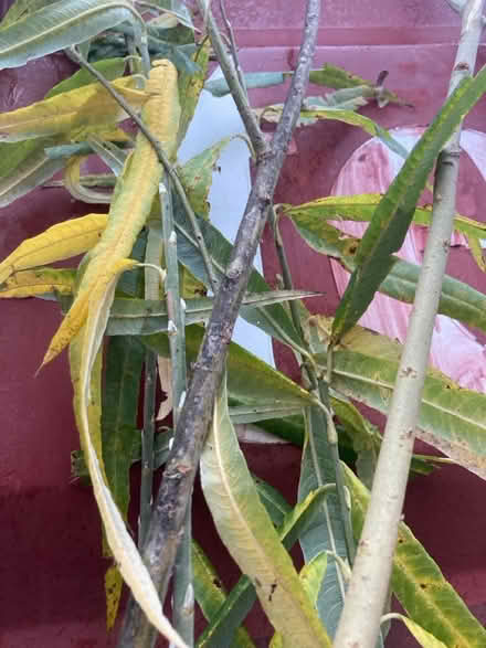 Photo of free Willow (white willow?) bundle (Blagden Street S2) #4