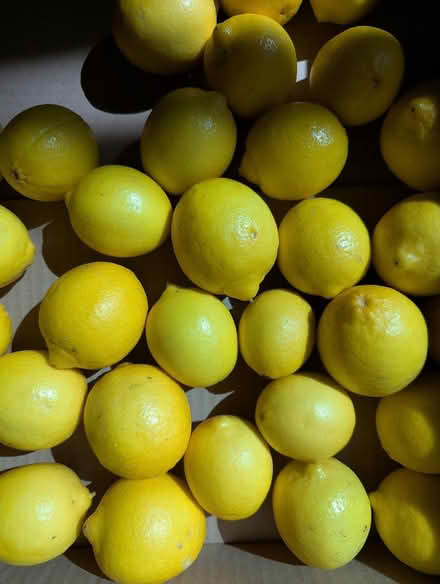 Photo of free Bearss Limes (Los Altos) #1