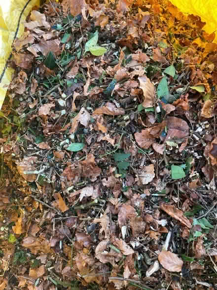 Photo of free Chipped or mulched beech hedge trimmings (Wallands Park BN7) #1