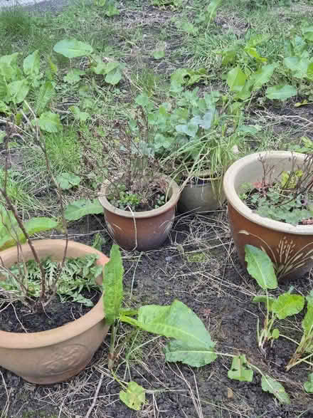 Photo of free 4 plant pots (Ashington (NE63)) #1
