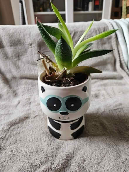 Photo of free Succulent (Shiregreen S5 0AN) #1