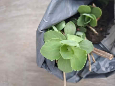 Photo of free Sedum (Panshanger AL7) #1