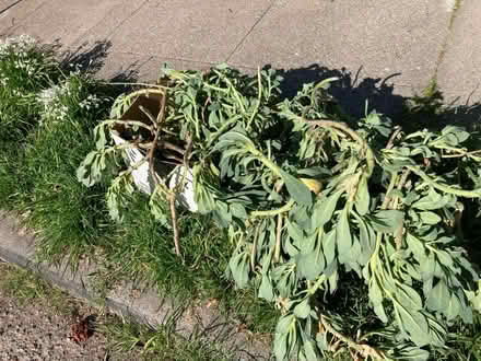 Photo of free Rock Purslane Cuttings Curbside (Maxwell Park) #1