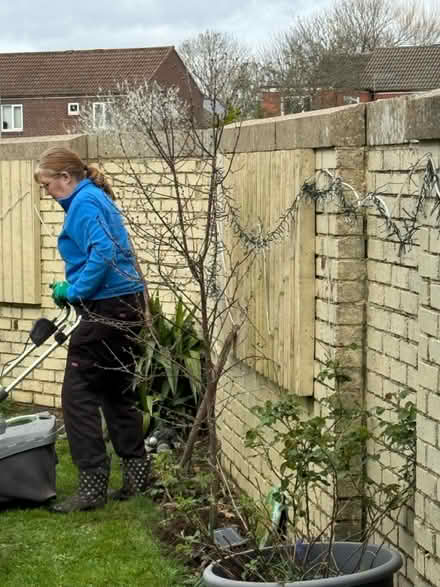 Photo of free Edible cherry tree (BH8 Bournemouth) #1