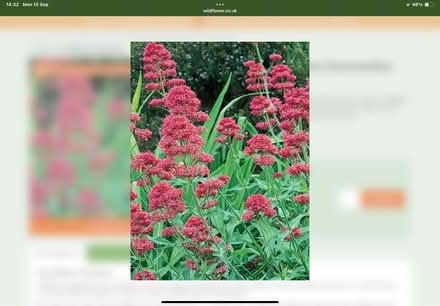 Photo of free Red valarian (Worlds End Burgess Hill) #1