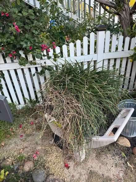 Photo of free Red hot poker plant (Alameda) (West side) #2