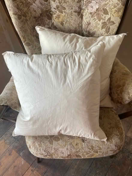 Photo of free Brand new feather cushions (Caversham RG4) #1