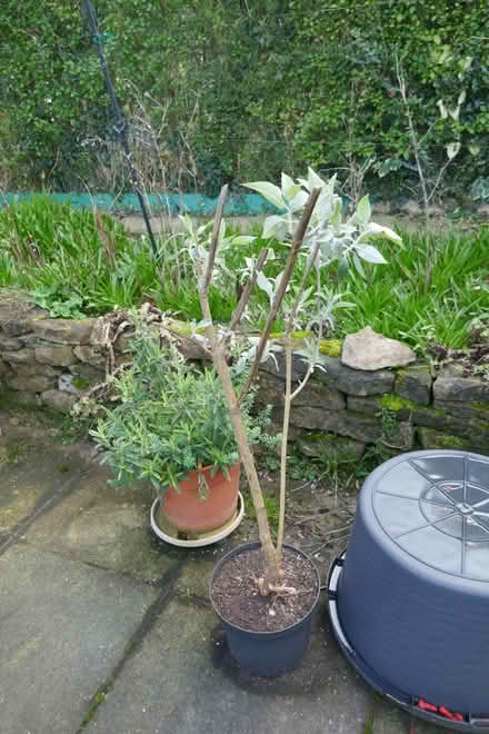 Photo of free Buddleia bush (Arnold NG5) #1