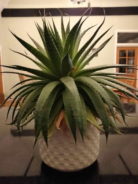 Photo of free House plants in pots (Binegar, near church.) #2