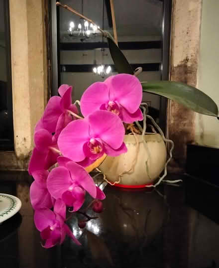 Photo of free House plants in pots (Binegar, near church.) #3