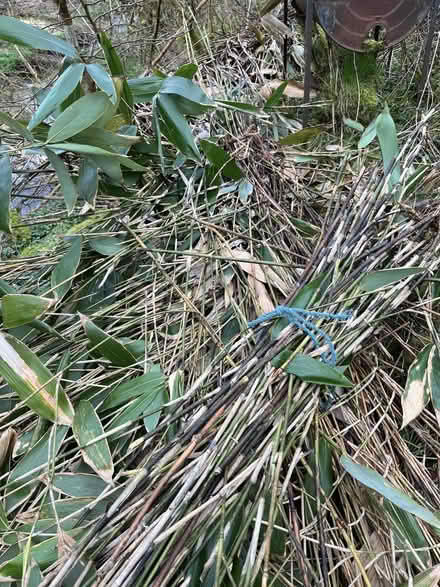 Photo of free sheaths of cut bamboo (Mainstone SY9) #1