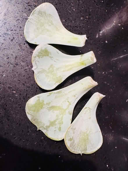 Photo of free Echeverría leaves (Water Eaton MK2) #2