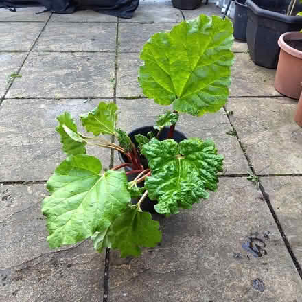Photo of free Rhubarb plant (New Town CO1) #1