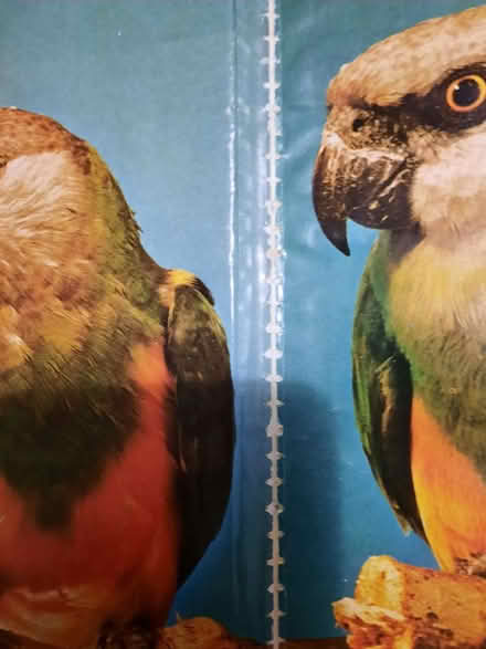 Photo of free A beginners guide to parrots (book) (Bramley LS13) #3
