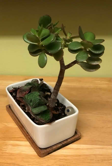 Photo of free Small succulent planter (Cambridge CB1) #4