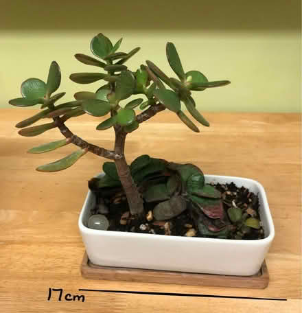 Photo of free Small succulent planter (Cambridge CB1) #2