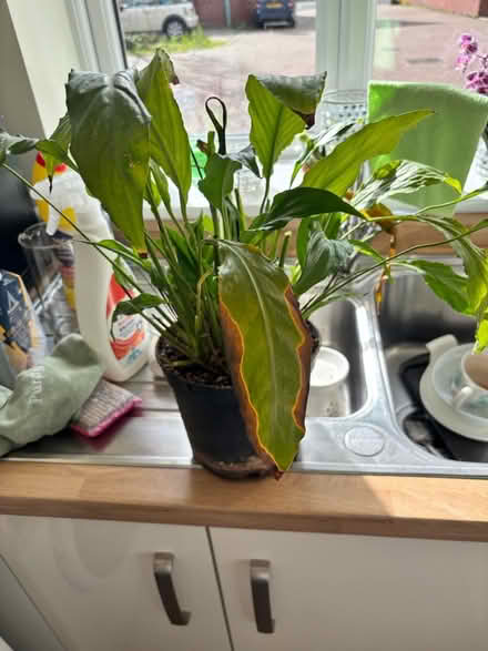 Photo of free House plant (Stroud) #1