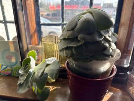 Photo of free Echeverría leaves (Water Eaton MK2) #1