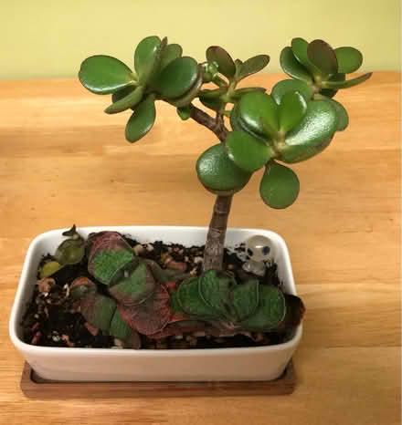 Photo of free Small succulent planter (Cambridge CB1) #3