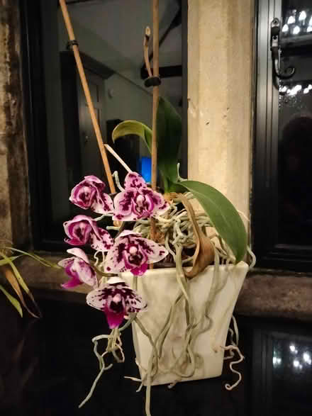 Photo of free House plants in pots (Binegar, near church.) #1