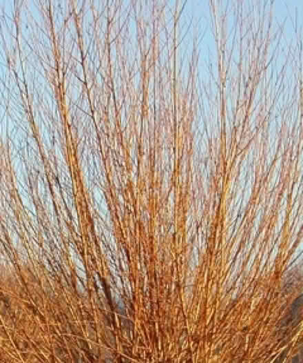 Photo of free Willow (Muchalls AB39) #1