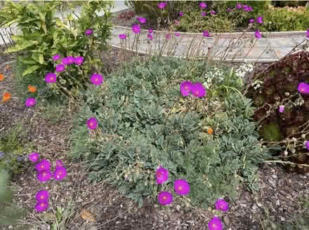 Photo of free Rock Purslane cuttings (Near De Anza College) #1