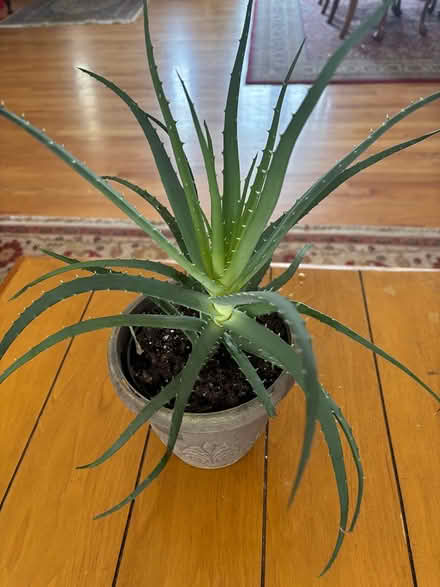 Photo of free House plants (South County/Oakville) #1