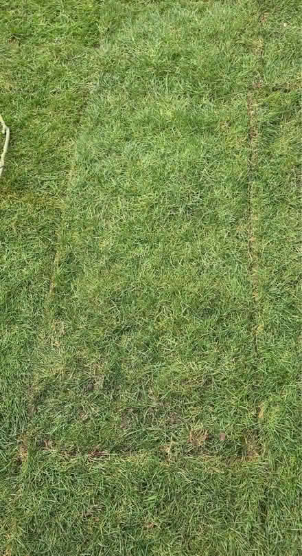 Photo of free Fresh turf rolls (Peckham SE15) #2