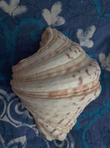 Photo of free A Big shell (725 Danforth Road) #1