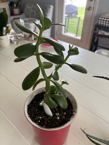 Photo of free House plants (South County/Oakville) #2