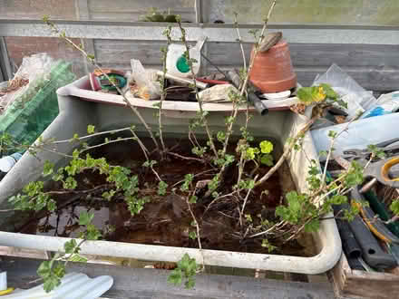 Photo of free Rooted gooseberry plants (Eastbourne BN20) #2