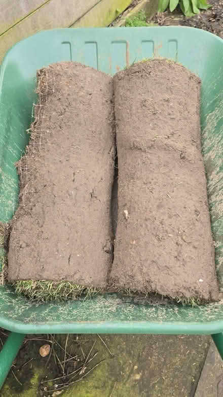 Photo of free Fresh turf rolls (Peckham SE15) #1