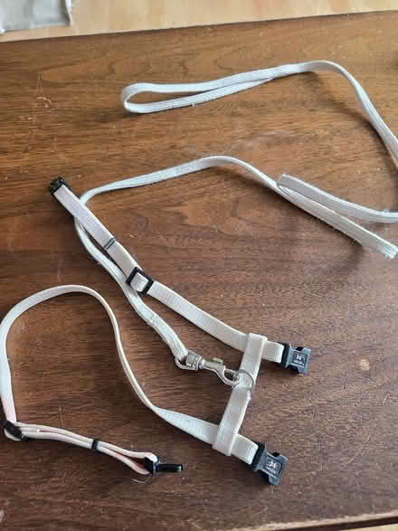 Photo of free Small Cat Harness (Aylmer, Qc) #1