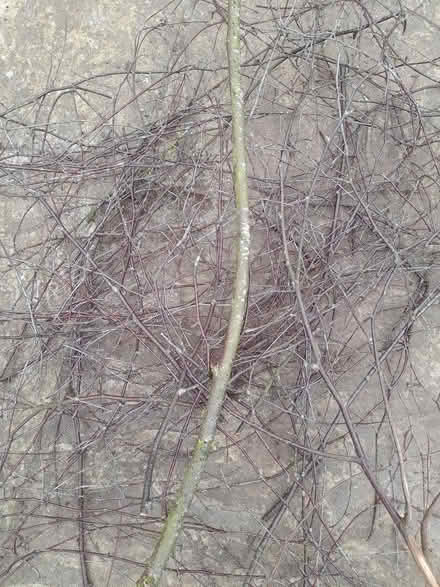 Photo of free Silver birch twigs (ME14 near Penenden Heath) #2