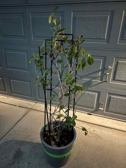 Photo of free Red Mandevilla Plant - TALL (Lafayette) #1